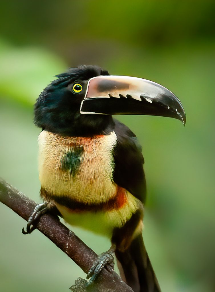 Collared Aracari - Linda Rodgers